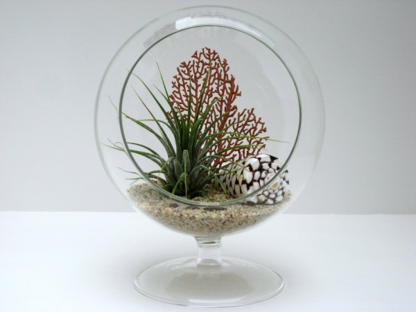 Footed Glass Bowl Air Plant Terrarium Ideas with Shell